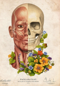 Exercícios faciais e anatomia da pele em curso da UFSC