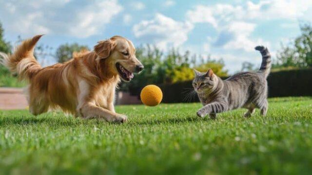 Feira de negócios pet na Grande Florianópolis