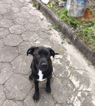 Mulheres responsáveis por maus-tratos a animais em Joinville