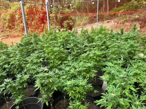 Laboratório clandestino de produção de drogas em mata