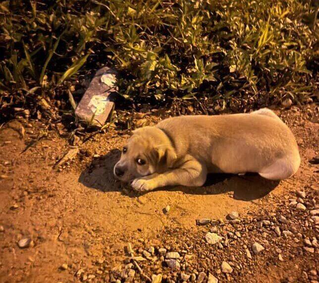 Operação policial em combate aos maus-tratos de animais