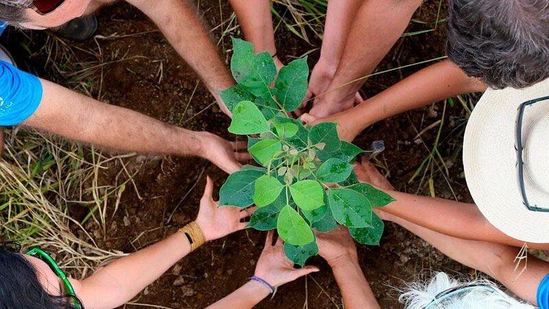 Mudas nativas sendo plantadas em área degradada