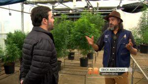 Foto representativa do Polo de Desenvolvimento em Cannabis da UFSC