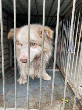 Cães resgatados em operação policial