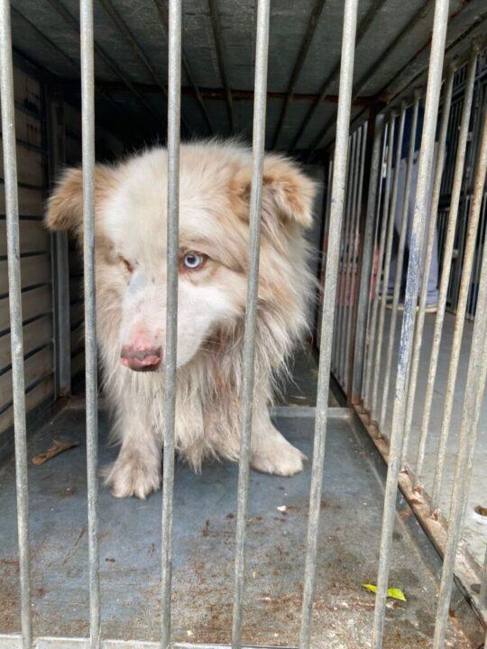 Homem preso em flagrante por maus-tratos e fraude em canil de Santa Catarina