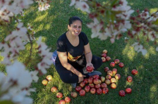 Produtores de maçã da Serra Catarinense