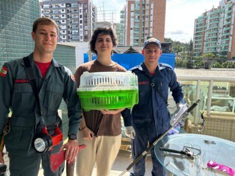 Bombeiros resgatam gato preso em chaminé