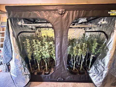 Cultivo de maconha em residência na Capital