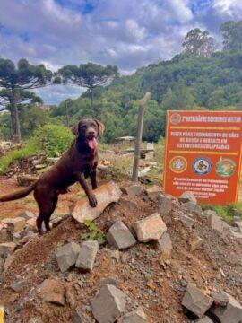 Cães de busca e resgate em treinamento da CBMSC