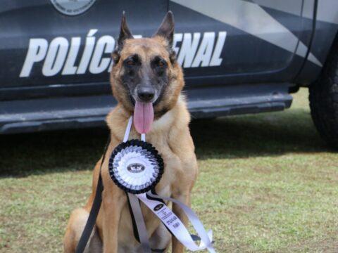 Cadela Vegas, aposentada da Polícia Penal de Santa Catarina
