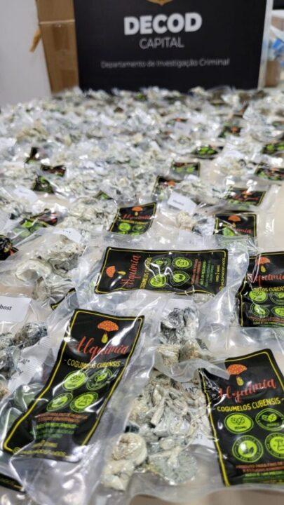 Cogumelos Alucinógenos Psilocybe cubensis