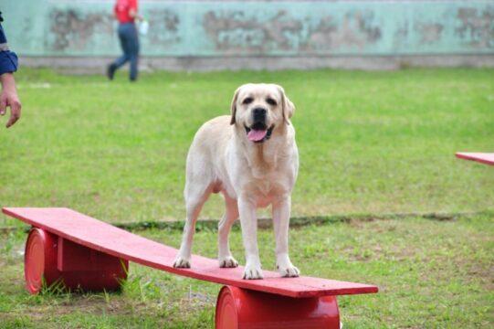 Cães em treinamento de busca e salvamento