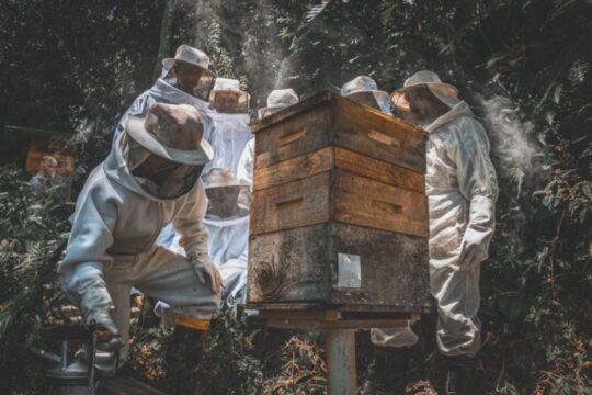 Enxames de abelhas na primavera