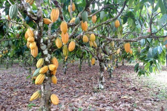 Amêndoas de cacau