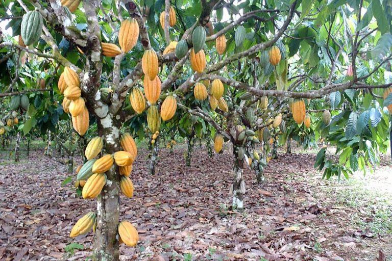 Amêndoas de cacau