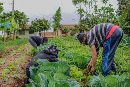 Agricultor familiar colhendo alimentos