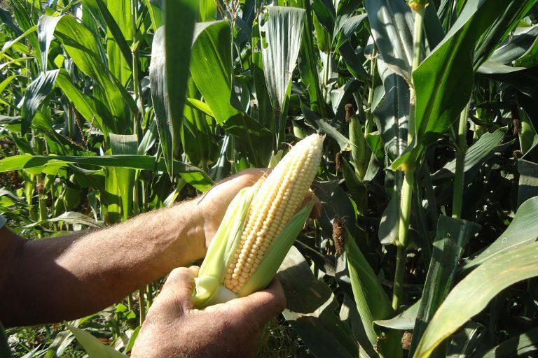 Agricultura na região Matopiba