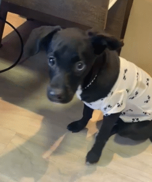 Cachorra resgatada pela Polícia Civil em Joinville