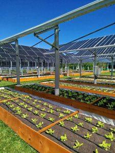 Sistema Agrifotovoltaico UFSC - integração de alimentos e energia solar