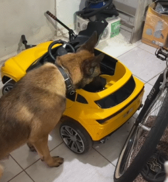 Maconha apreendida em carro elétrico infantil