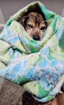 Cachorro sendo resgatado por bombeiros em bueiro no bairro Tobias