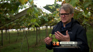 Fungo Plasmopara viticola em videira
