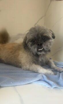 Mulheres indiciadas por abandonar cachorro em Santa Catarina