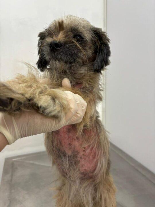 Cachorro em estado grave sendo resgatado em Blumenau