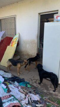 Cães resgatados em operação contra maus-tratos em Florianópolis