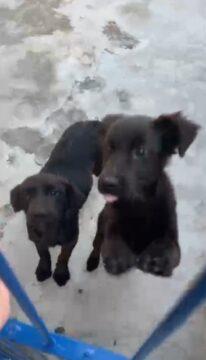 Tutor indiciado por abandonar cães em condições precárias