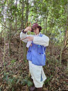 Mosquito transmissor da febre amarela silvestre