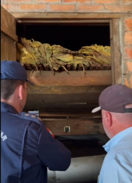 Estufas de fumo em Santa Catarina