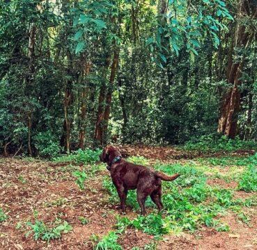 Equipe de Busca e Resgate do Corpo de Bombeiros Militar de Santa Catarina em ação
