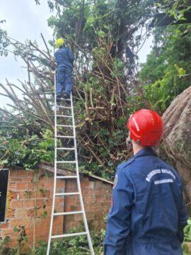 Árvore sobre imóvel em Florianópolis