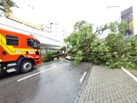 Equipes do 1º Batalhão de Bombeiros Militar atuando na remoção de árvore caída em frente a shopping
