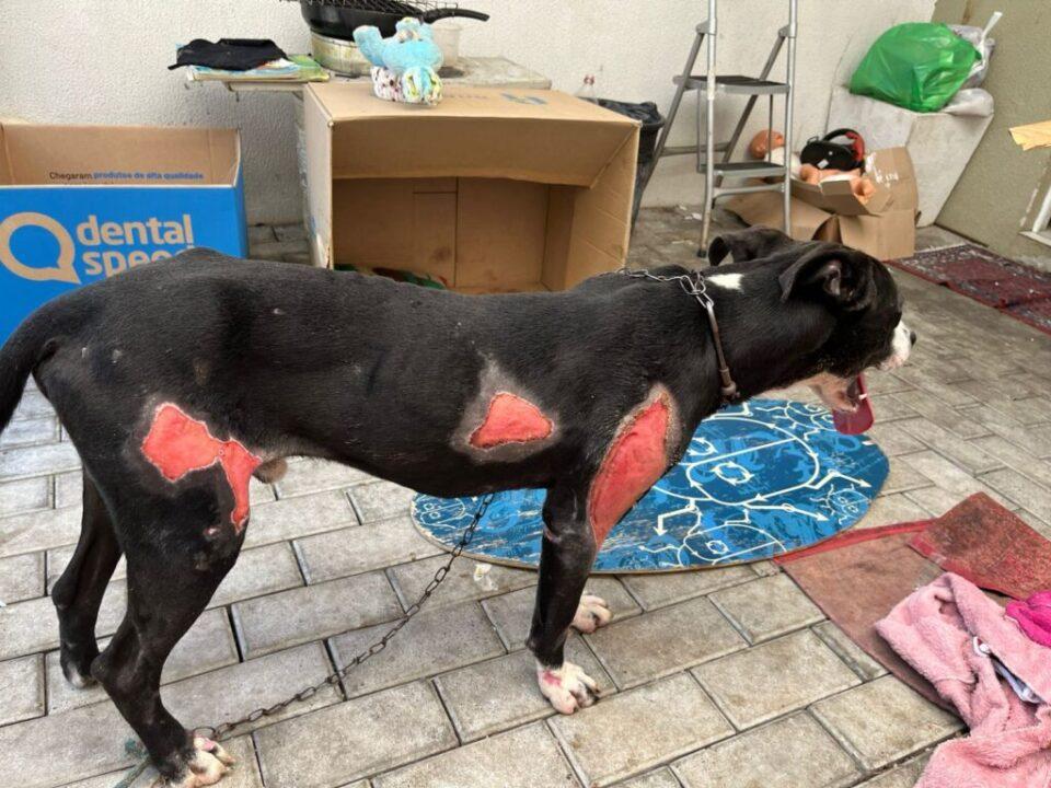 Homem arrasta cão em Blumenau - Polícia Civil age