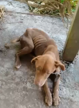 Homem preso por maus-tratos a cães em Joinville