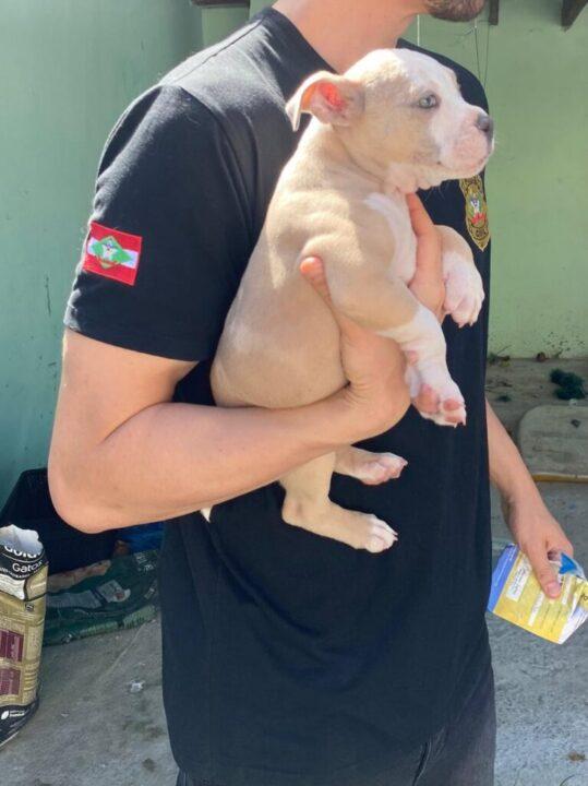 Homem sendo detido por maus-tratos a cães em Joinville