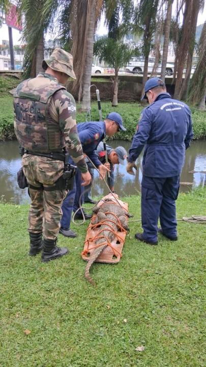 Insetos e animais silvestres durante o Carnaval em SC