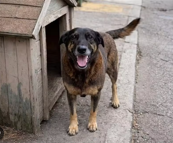 Exumação do cão Orelha e novas diligências solicitadas pelo MPSC na investigação do caso da Praia Brava