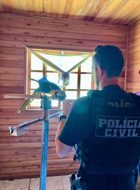Animais silvestres resgatados durante operação policial
