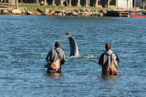 Pesquisas sobre Saberes Tradicionais em Consulta Pública pela UFSC