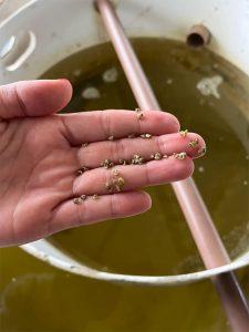 Sementes de Ostras-do-Pacífico