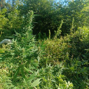 Plantio de maconha em propriedade rural