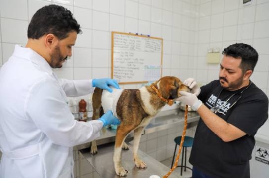 Foto de profissionais atendendo animais em Criciúma