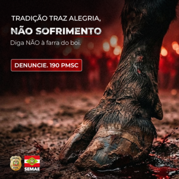 Imagem representativa da campanha de conscientização e fiscalização contra a farra do boi em Santa Catarina