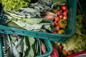 Cesta de Alimentos Orgânicos