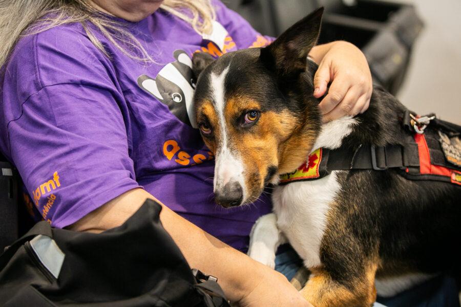 Comissão de Constituição e Justiça da Alesc - Projetos de Lei