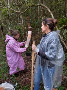 Mosquito Anopheles cruzii - complexo de cinco linhagens