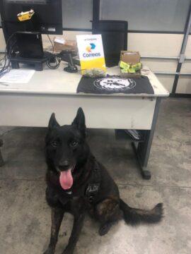 Imagem do Núcleo de Operações com Cães em Palhoça